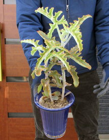 楽天市場 カランコエ ファングの通販