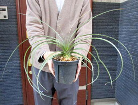 ラスト一点【現品・現物】デッキア・エステベシー　DYCKIA ESTEVESII　超大株　5号鉢　m4番