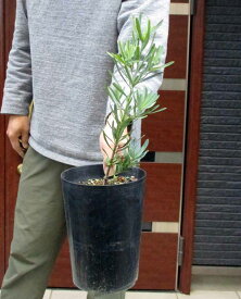 【現品・現物】ブルーマキ　マキ・アイシーブルー　Podocarpus elongatus "Icee Blue" 5号Q5番