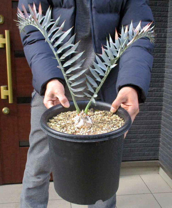 楽天市場】1番人気のエンセ【現品・現物】エンセファラルトス 
