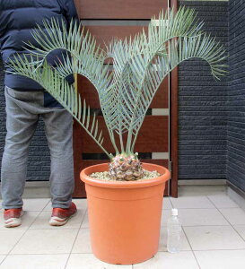 o^[yiEzGZt@gXE[}j[@Encephalartos lehmannii@13@F15