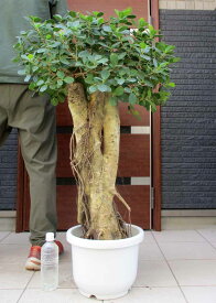 【現品・現物】パンダガジュマル　10号　NF番　観葉植物　鉢植え　大型
