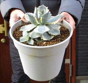 yiE zAKx CVXVX@AKxEJugKjEjVL@AKxEIс@@8@3YԁiaFEJugKjj