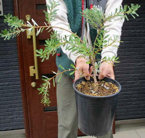 yiEzoNVAF}[Wi[^ Banksia marginata ʖVo[oNVA@oNVAE}Wi[^@7@6B