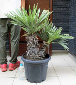 yiEzTrithrinax campestris gXibNX JyXgX@}CiX4x܂őςϊ̍qł@OǗ@13@H5 bNK[f@hCK[f