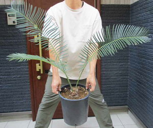 yiEzFɋP^CVo[@^CYt\ec@TCJX@Cycas sp. Silver@9@3Z