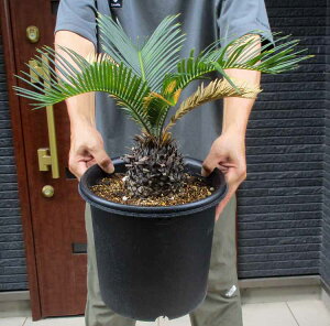 yiEzLJ\ec^hS@8@UPԁ@bNK[fhCK[fɂ