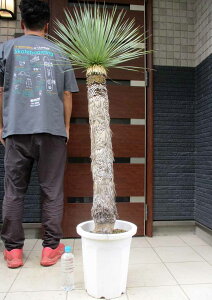 wł܂BmFς݁yiEzIbJ@Xg[^@10@SFԁyϗtAzhCK[f@bNK[f