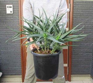 大株になるとマイナス5度程度まで耐えうる【現品・現物】アロエ・ストリアツラ Aloe striatula 耐寒性の高いアロエ 8号 T9番 ロックガーデン ドライガーデン アガベ ユッカと相性抜