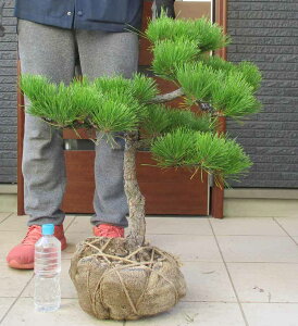 yiEzi܂jiN}cj@ Dԁ@^@OA@@y؁E뉀EaɂmɂEK[fz