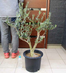 yizI[u̖؁@i햼F~bV@Mission@10@PT