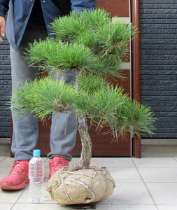 yiEzi܂jiN}cj@ 2Tԁ@^@OA@@y؁E뉀EaɂmɂEK[fz