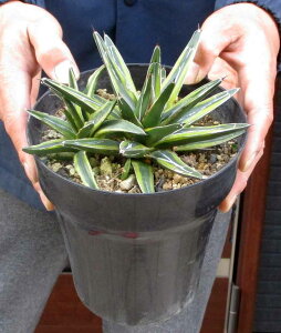 yiEz@AKx@̐@PRiLUjN֗Dǎ@5@5E