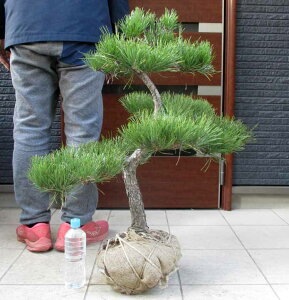 yiEzi܂jiN}cj@ Z8ԁ@^@OA@@y؁E뉀EaɂmɂEK[fz