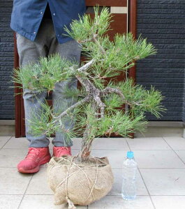 �y���i�E�����z�����i����܂j�i�N���}�c�j�����@ 2J�ԁ@��^�@���O�A���@�@�y��؁E���뉀�E�a���ɂ��m���ɂ��E�K�[�f���z