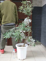 楽天市場】コーストバンクシア（花・観葉植物｜花・ガーデン・DIY）の通販