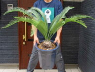 超大株【現品・現物】繁殖個体　サイカス・ディオーン カリファノイ Dioon califanoi　10号　い番