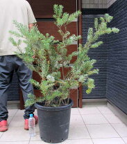 楽天市場】バンクシア（サイズ（植木鉢）10 ～ 12号）（花・観葉植物 