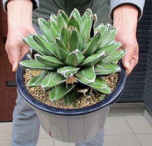 yiEzAKx@̐@Ch[t@8@N8ԁ@Agavevictoria-regiae`Wide`