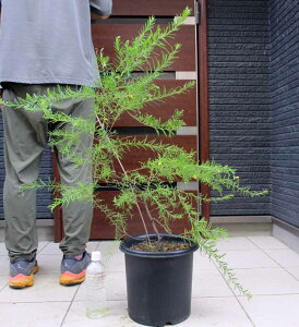 yiEzOxA@CG[hbv@Grevillea yellowdrop8@r5