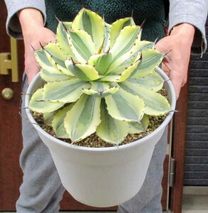 ēׁyiEzyzAKx@gˊ@с@X[p[NEiLbVEJX[p[NEj@8@F07