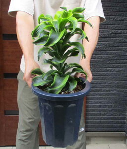 yiEzhZiEgl[h@@hZiE}bTQAi̕ώ̔@8@HW