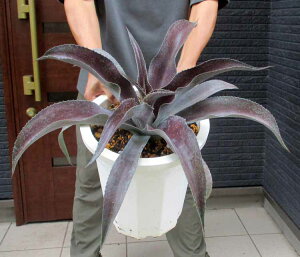 ϊ̍iyiEz}Kx@[OE@AKxƃ}t_̌zj10@A15