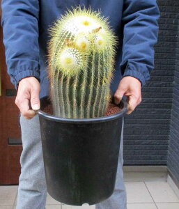 yizT{eEV[@8@1ԁ@ylC@A@A@^z