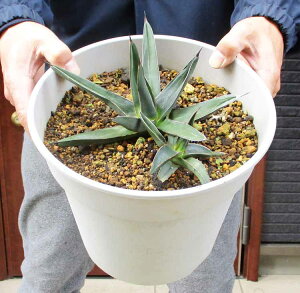 yiEz@AKx@@8@SDԁ@[@ϗtA@󏭕in