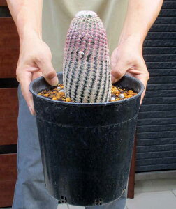 �y���������z�G�L�m�P���E�X ���r�X�s�k�X Echinocereus rigidissimus �����z�@7���@3Y�ԁ@�i���i �ϗt�A�� �ϗt �A�� ����A ���� ������ ���A �� �����A�� ���� �J�N�^�X �T�{�e�� �C���e���A �j