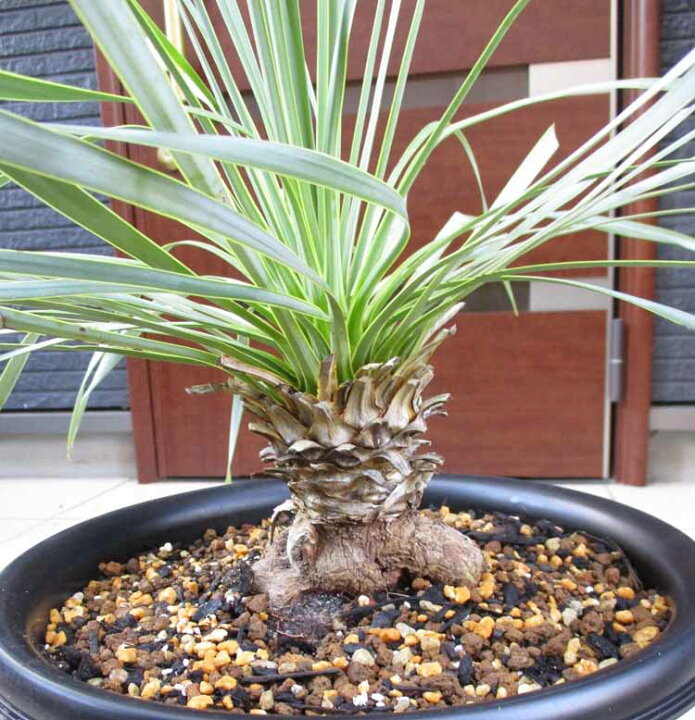 ユッカ ロストラータ Rostrata 8号 陶器鉢 観葉植物 ドライガーデン  