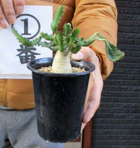 ★【送料無料】【現品・現物】ユーフォルビア・飛竜(ヒリュウ) ユーホルビア・ステラ?タ 3号 1番2番(Euphorbia stellata)