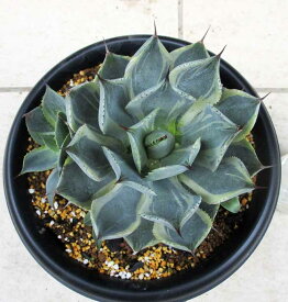 【現品・現物】アガベ・ポタトルム ‘鳳凰’（Agave potatorum ‘houou’）6号　5t番