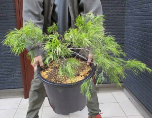 �y���i�E�����z�A�J�V�A�@�J�Y���E�C�b�g Acacia cognata 'Cousin Itt'�@13���@MJ��