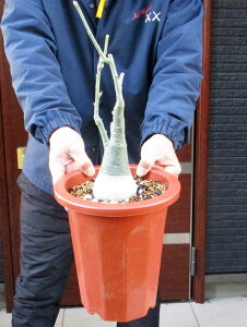 Sς݁yiEz򍪐AiR[fbNXjFAfjAEOEJ@7@K9ԁiʖFQ`EJYjij