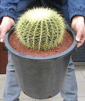 楽天市場】サボテン 金鯱（サイズ（植木鉢）10 ～ 12号）（花・観葉  