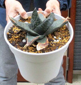 yiEz^ɂȂi@KXeAEGNZT@8@G25