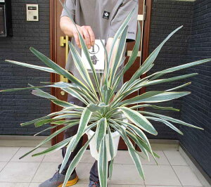 yiEzbJEOITEoGK[^ bJEOITEoGPCeBbh@胆bJ@L~K@iN㗖j7@12ԁ@bNK[f@hCK[f