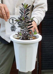 yiEzyz[JfhEG{j[@g[JfhhG{j[h@USPP23258@I[XgAvc@EJfh@7@12