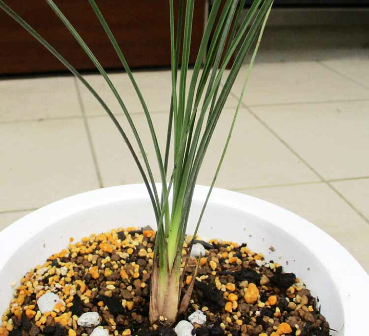 楽天市場】【現品・現物】クサントロエア・グラウカ xanthorrhoea 