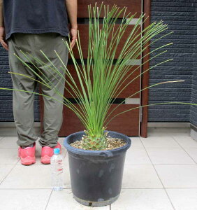 蒣Ă܂IyiEz_VIEMV}@11@GS