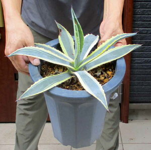 i@AKx@AJ[i@@̃AKxEAJ[ii㗖j8@ZT