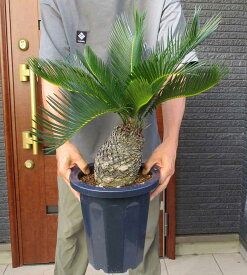 【現品・現物】蘇鉄（ソテツ）8号　た3番