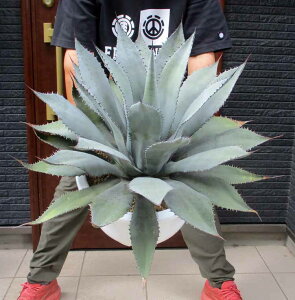 yiEzAKxEtLXsi@iAKxEtNVXsij12@K18