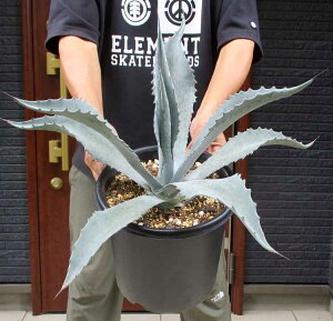 bNK[fɂ߁yiEz劔@AKxEVo[T[t@[@8@A5ԁyϗtAEAE󏭁EAErU[vcEvňĂ₷E^z