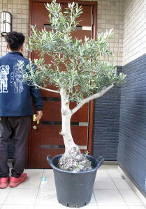 yiEzǌ^@I[ǔÖ؁@i햼FR`i@I[hI[u@劔@15@E51