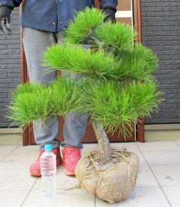 yiEzi܂jiN}cj@ B67ԁ@^@OA@@y؁E뉀EaɂmɂEK[fz