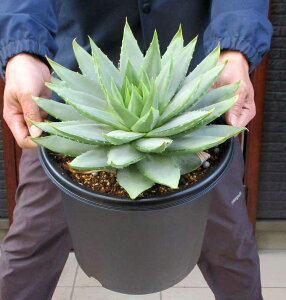 yiEzQAG@AGE|tFiAGE|tB Aloe Polyphyllaj8@WTPԁ@