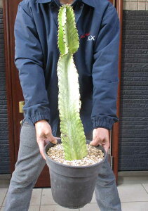 �y���i�E�����z ���[�t�H���r�A �܍ʊt�@������@���[�t�H���r�A �ϗt�A�� �����A�� �T�{�e���@8���@J6��