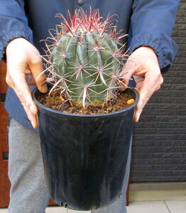 yiEzyiEzT{eEtFJN^XE(Ղ傭)@Ferocactus tortulospinus@7@S35